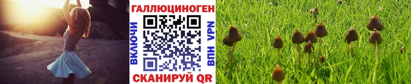 Псилоцибиновые грибы Psilocybe  купить наркоту  Стародуб 